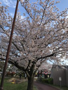 ラヴァーレ　アロマ　お花