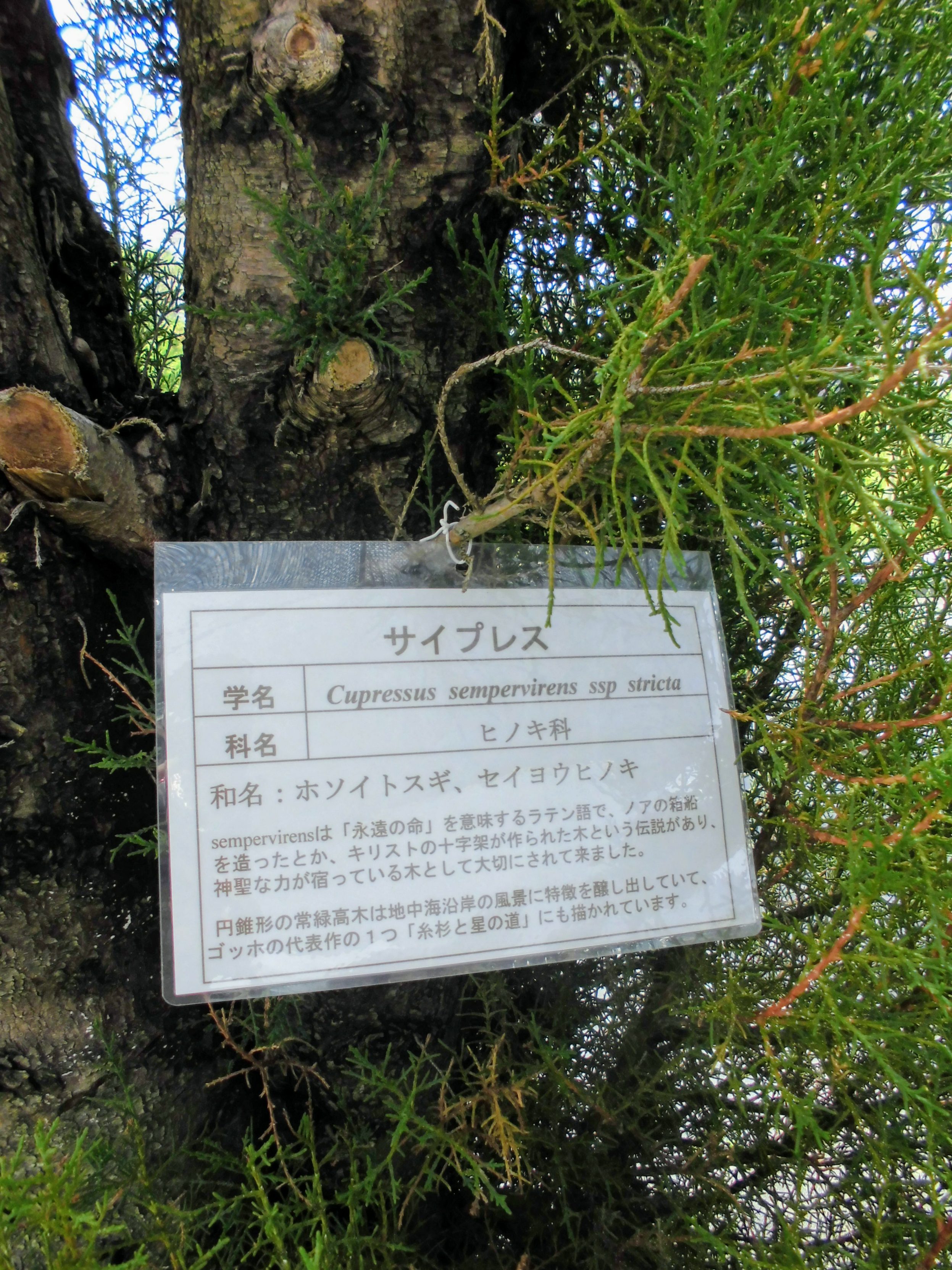 サイプレスにまつわる話 アロマスクール ラヴァーレ